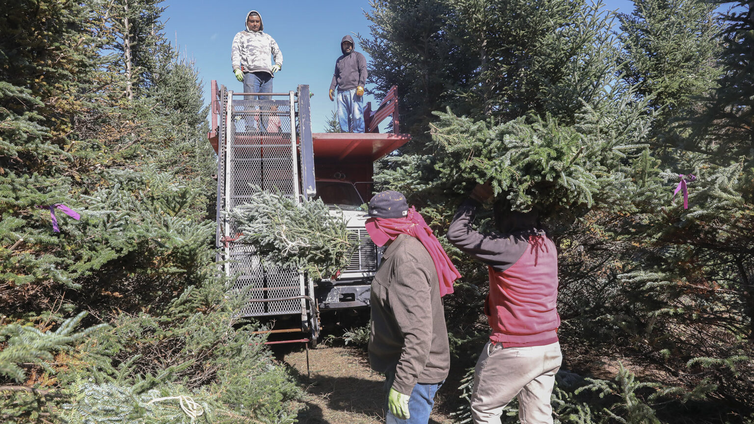Two farm workers wearing long-sleeved clothing, gloves and scarves over their faces hold branches while facing a conveyer mechanism connected to a truck with a flatbed roof while standing among multiple trees. Two farm workers wearing long-sleeved clothing, gloves and scarves over their faces hold branches while facing a conveyer mechanism connected to a truck with a flatbed roof while standing among multiple trees.