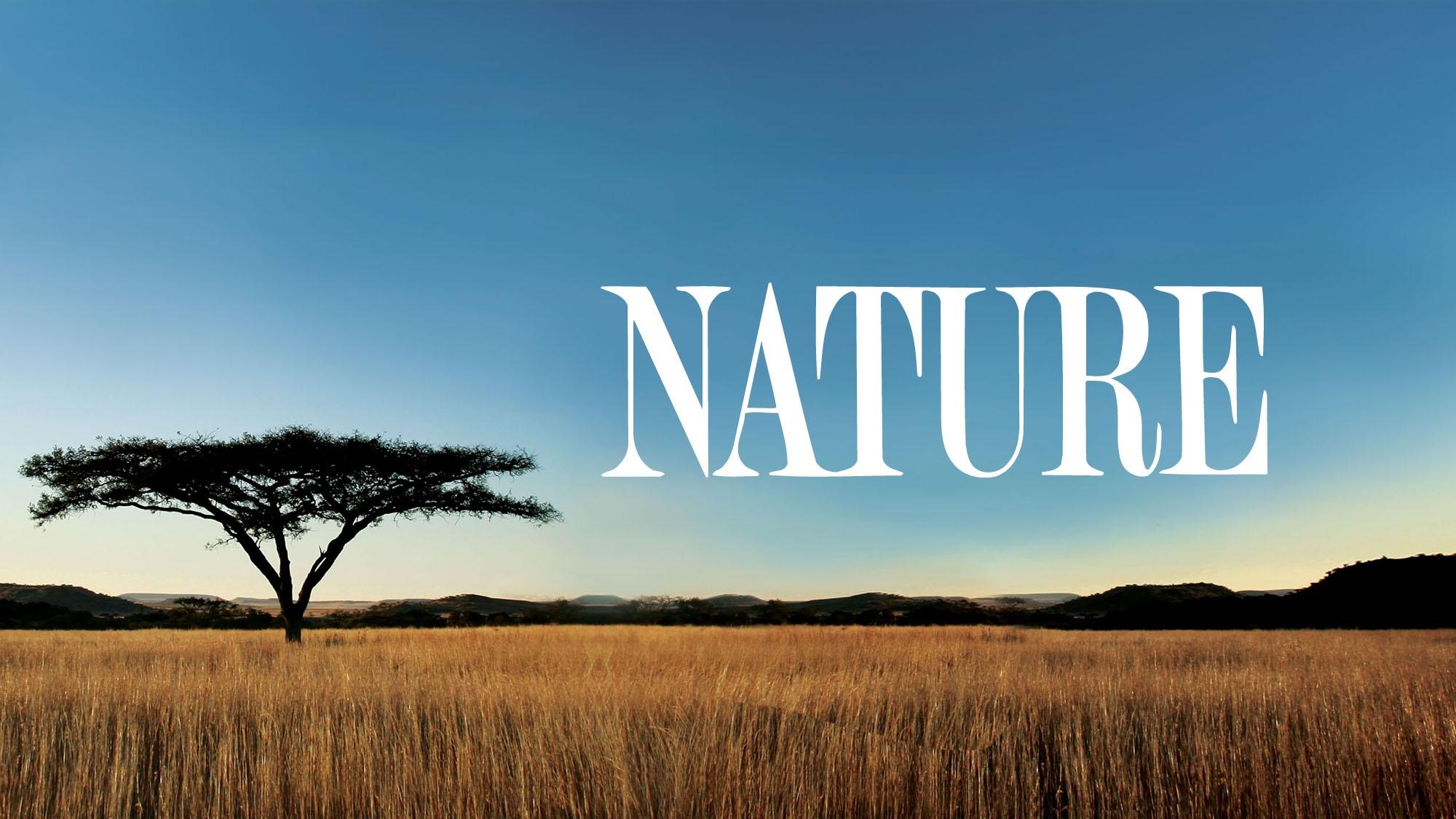 Nature Tiger Island Part II airing Wed, Oct 28 7:00 pm