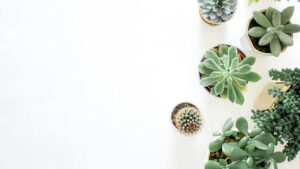 An aerial view of succulents on a white backdrop.