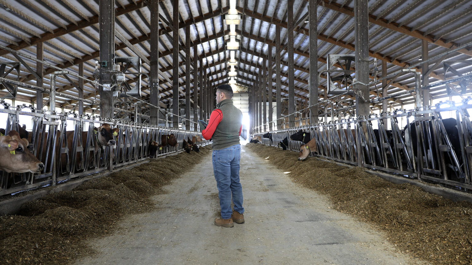 Alex stands on a walkway between two rows of metal feeder panels with multiple cows eating from piles of feed on a concrete floor inside a large barn with metal support pillars and a metal roof.