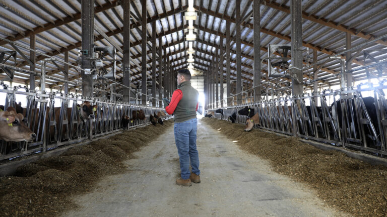 Alex stands on a walkway between two rows of metal feeder panels with multiple cows eating from piles of feed on a concrete floor inside a large barn with metal support pillars and a metal roof.