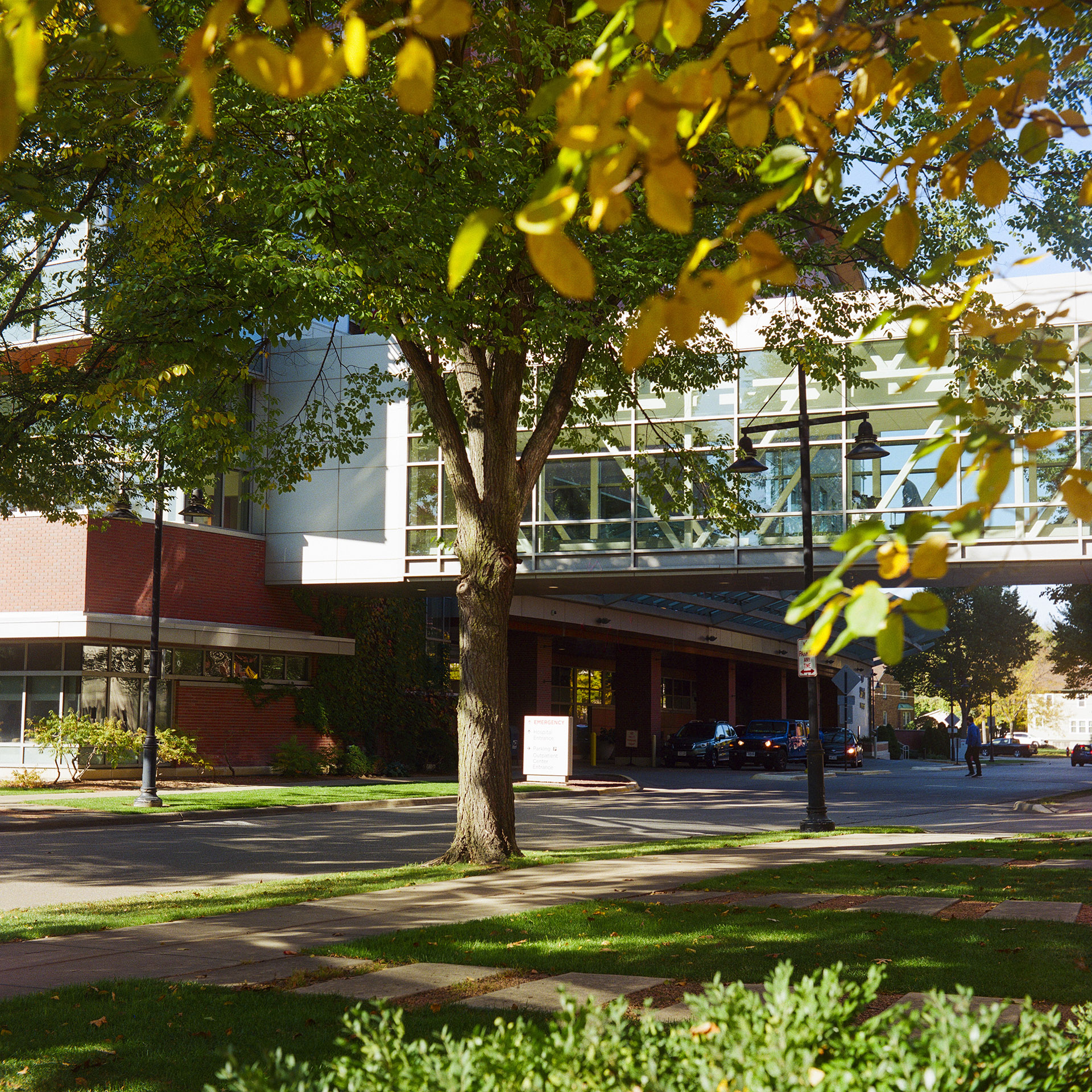 Sunlight reflects off the glass walls of a skywalk connecting to a multi-story building behind a tree, with out-of-focus leaves on a branch and the top of a landscape plant in the foreground.