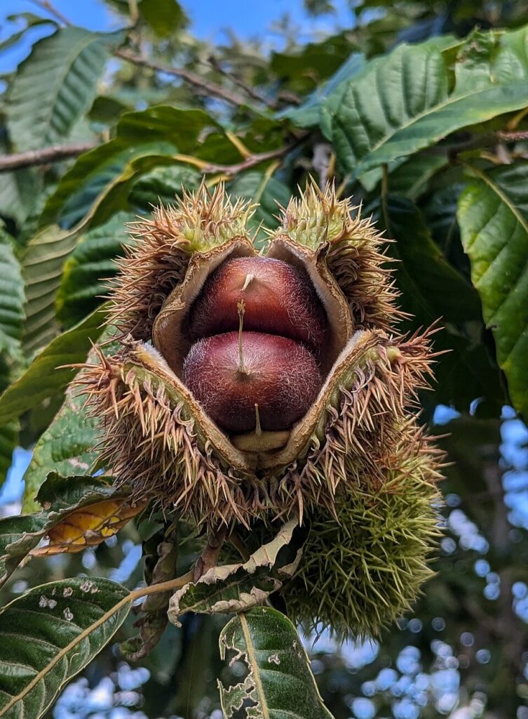 chestnuts on a tree within burrs at harvest time