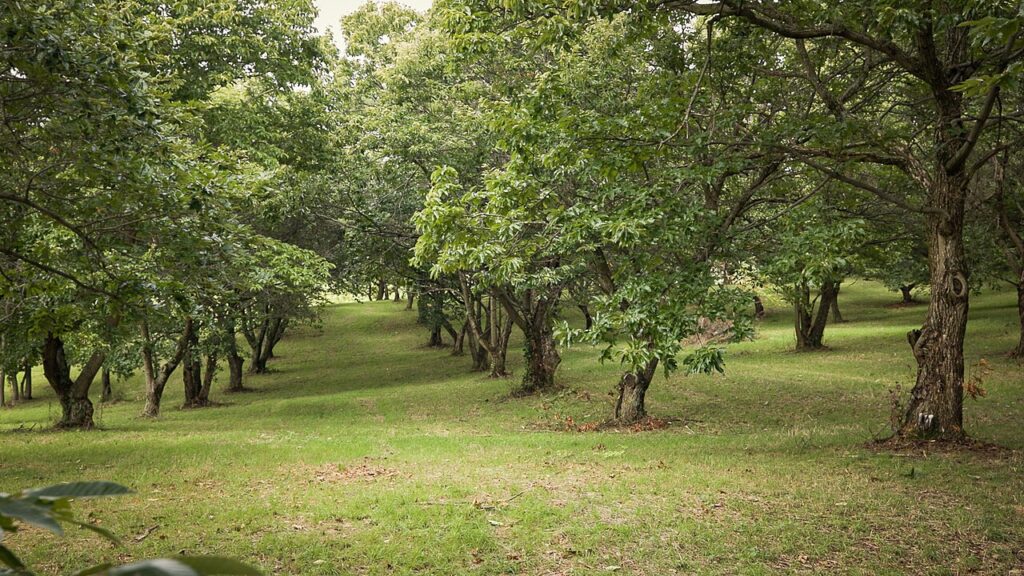 A chestnut orchard with many trees on the land.