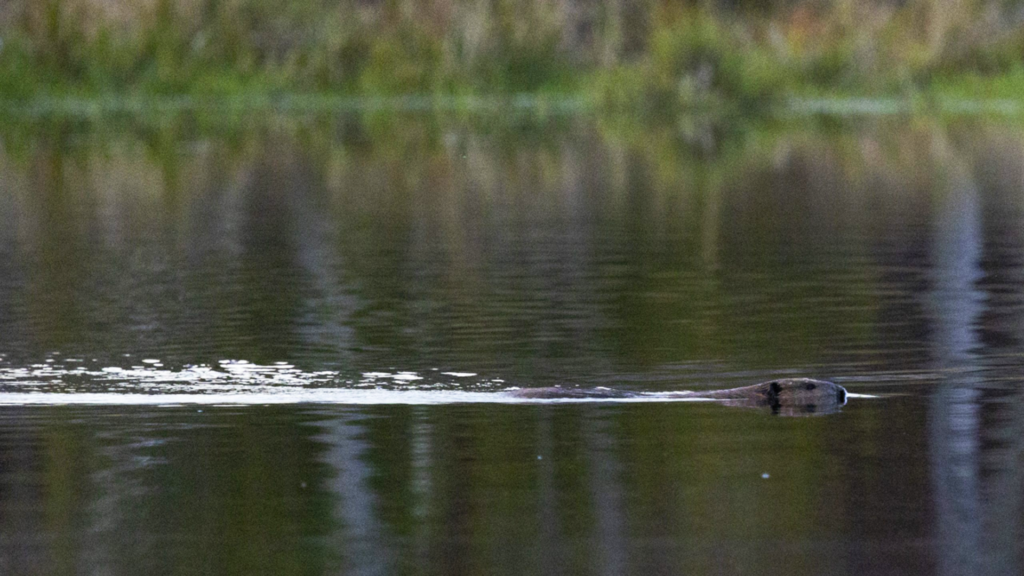 Investigative Reporting