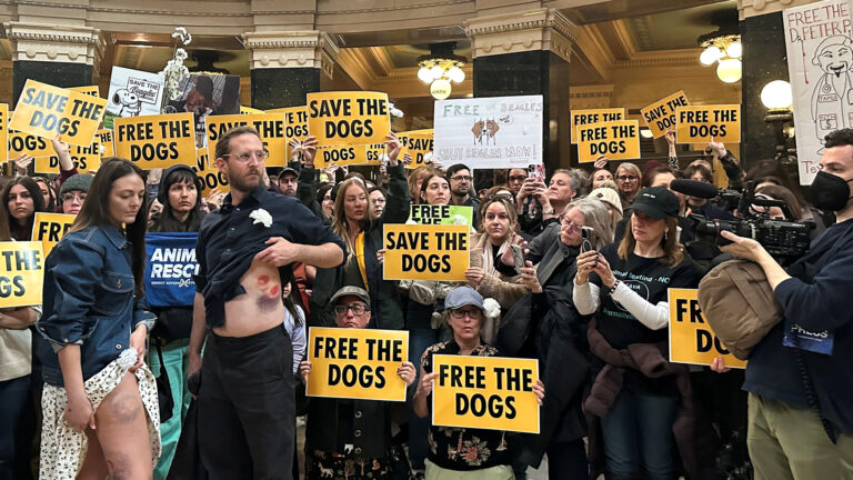 One woman lifts the hem of her skirt to show bruises on her legs and a man lifts the bottom of his shirt to show bruises on his torso, with other people standing in the background holding printed signs reading Free the Dogs and Save the Dogs as well as hand-drawn signs, in a space with a curved row of square pillars and ceiling-mounted globe light fixtures.