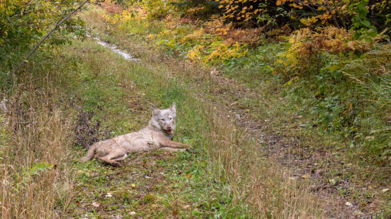 A wolf wearing a tracking collar rests on its side in a grass-covered trackway with foliage and trees on either side.