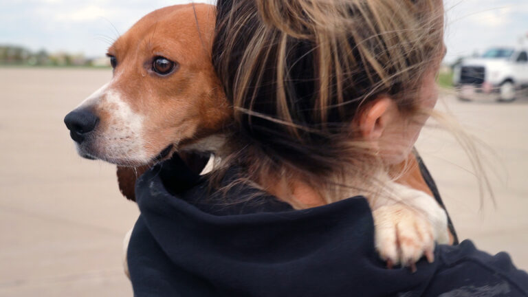 A beagle looks past the back of the head of a person holding the dog on their shoulder, with an out-of-focus truck parked on tarmac in the background.