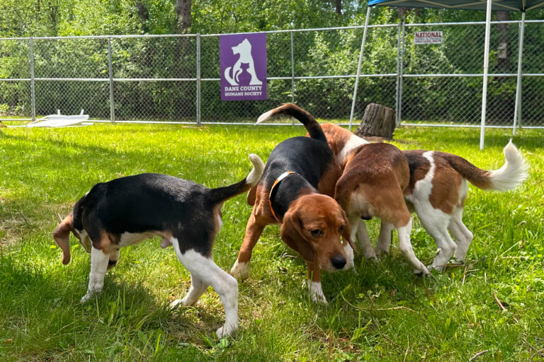 Beagles play in a green yard. Beagles play in a green yard.