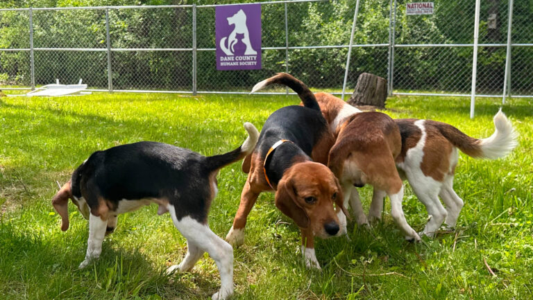 Beagles play in a green yard. 