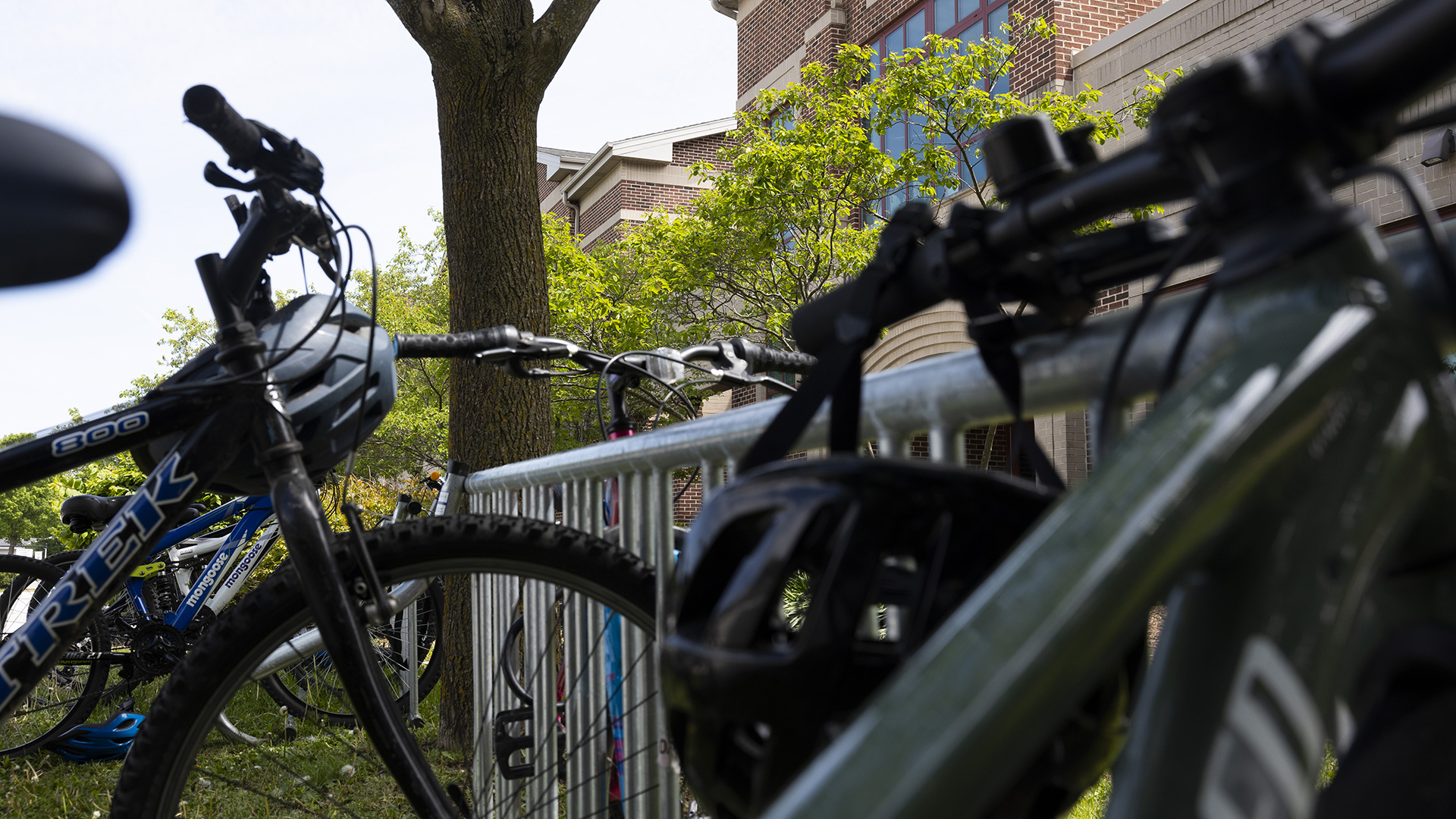 Multiple bicycles in the foreground are locked to a metal bike rack in front of a tree trunk, with smaller trees and a multi-story brick building in the background.