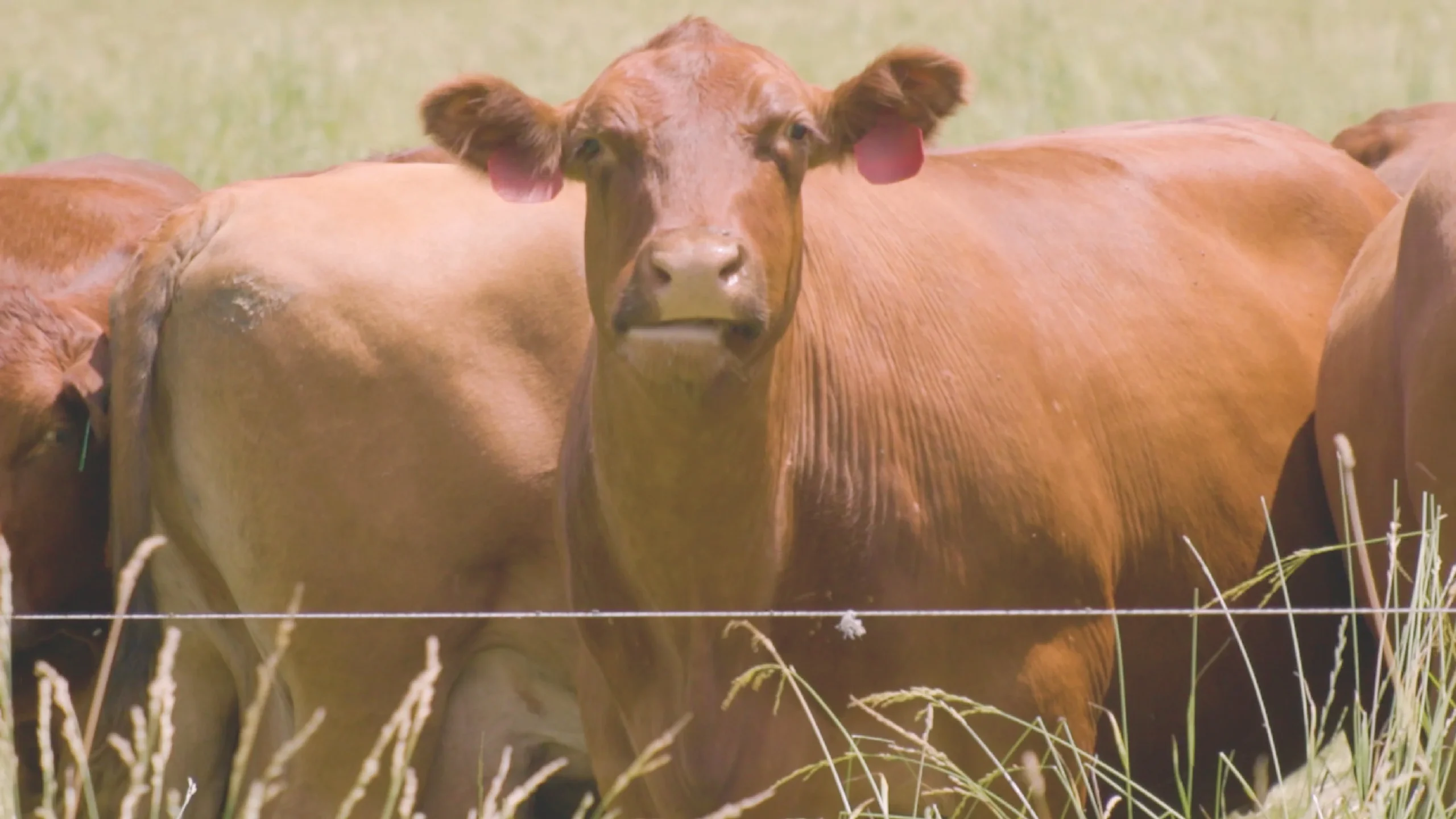 Rebuilding soil health through regenerative agriculture
