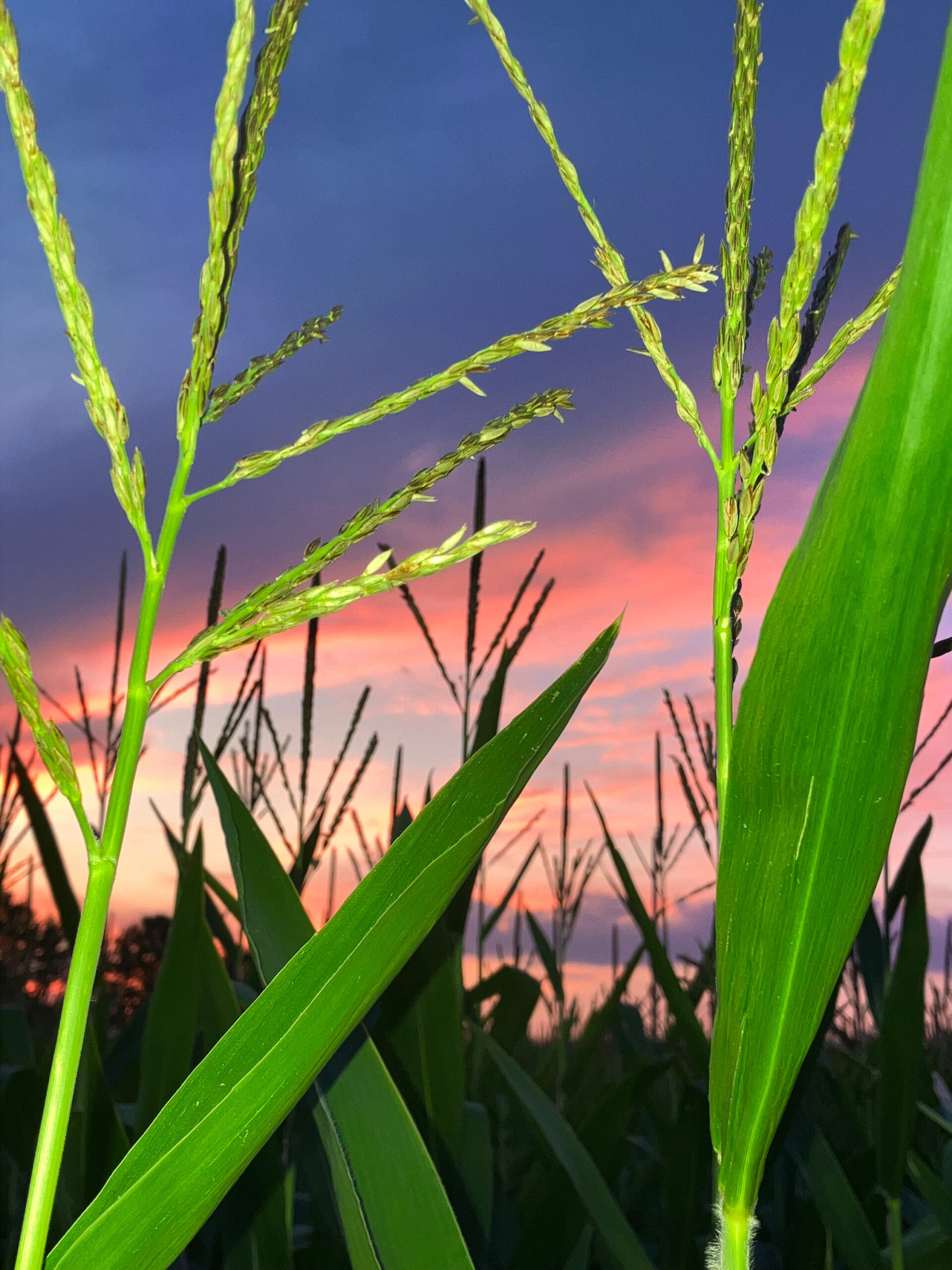 Close-up of green corn leaves and delicate grass seed heads in a field at sunset, silhouetted against a vivid pink, orange, and blue sky.