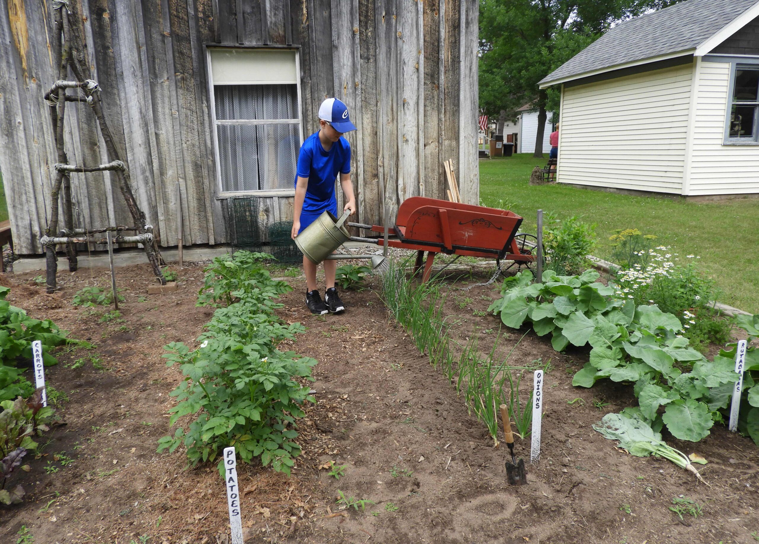 Person in a blue shirt waters a community garden beside a rustic wooden building, with labeled vegetable beds, wheelbarrow, and house nearby.