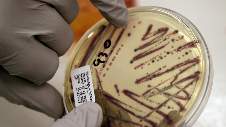 Two hands wearing nitrile gloves hold an agar plat with streaks of bacteria growth and an identification label. Two hands wearing nitrile gloves hold an agar plat with streaks of bacteria growth and an identification label.