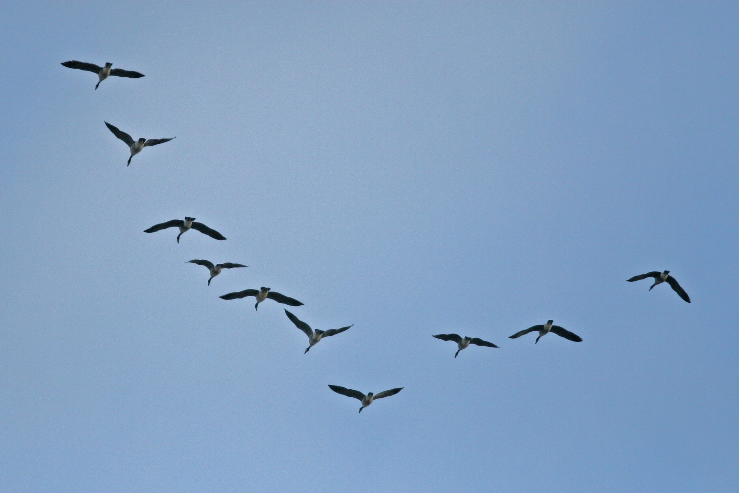Geese flying in a V-formation.